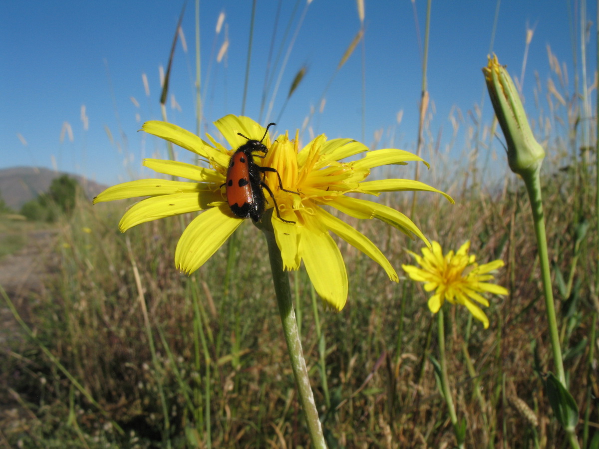 Image of Tragopogon orientalis specimen.