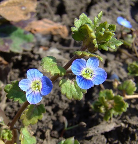 Image of Veronica polita specimen.