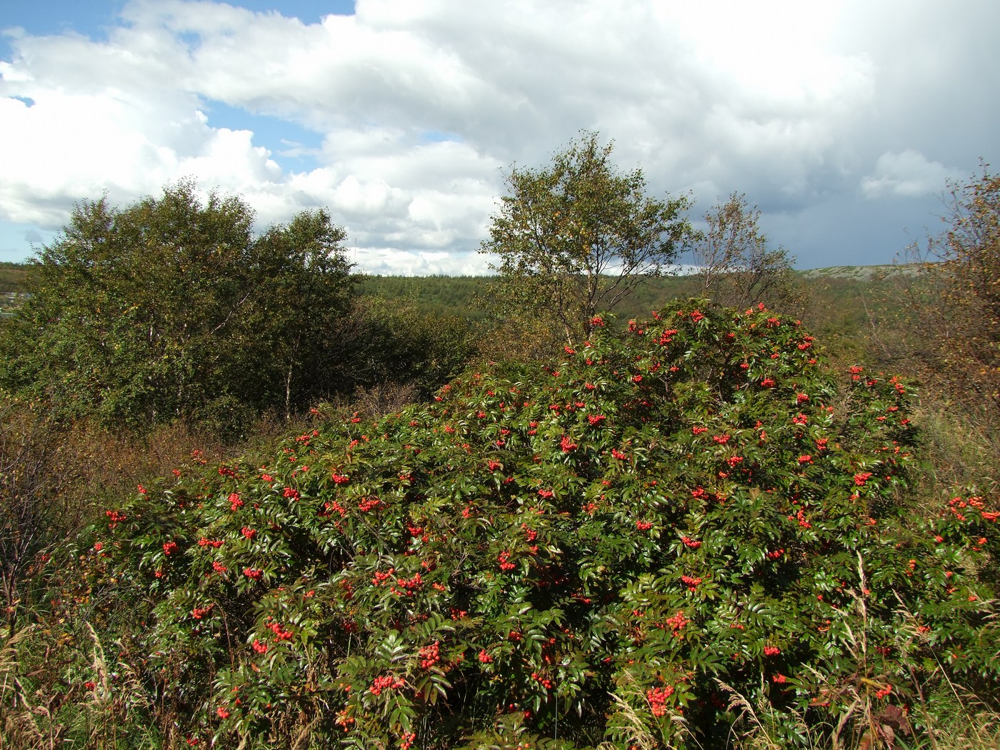 Изображение особи Sorbus sambucifolia.