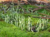 genus Cladonia