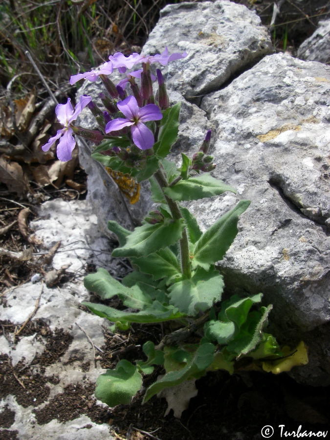 Image of Hesperis steveniana specimen.