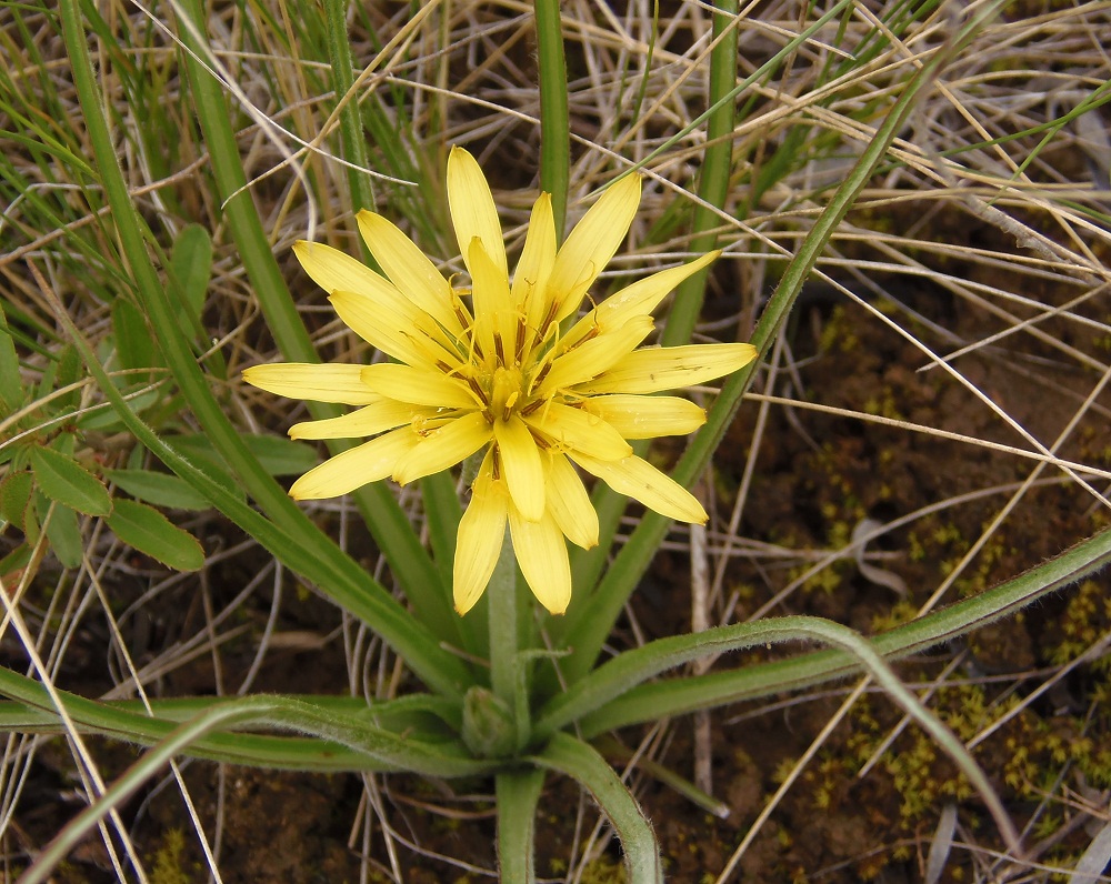 Image of Scorzonera mollis specimen.