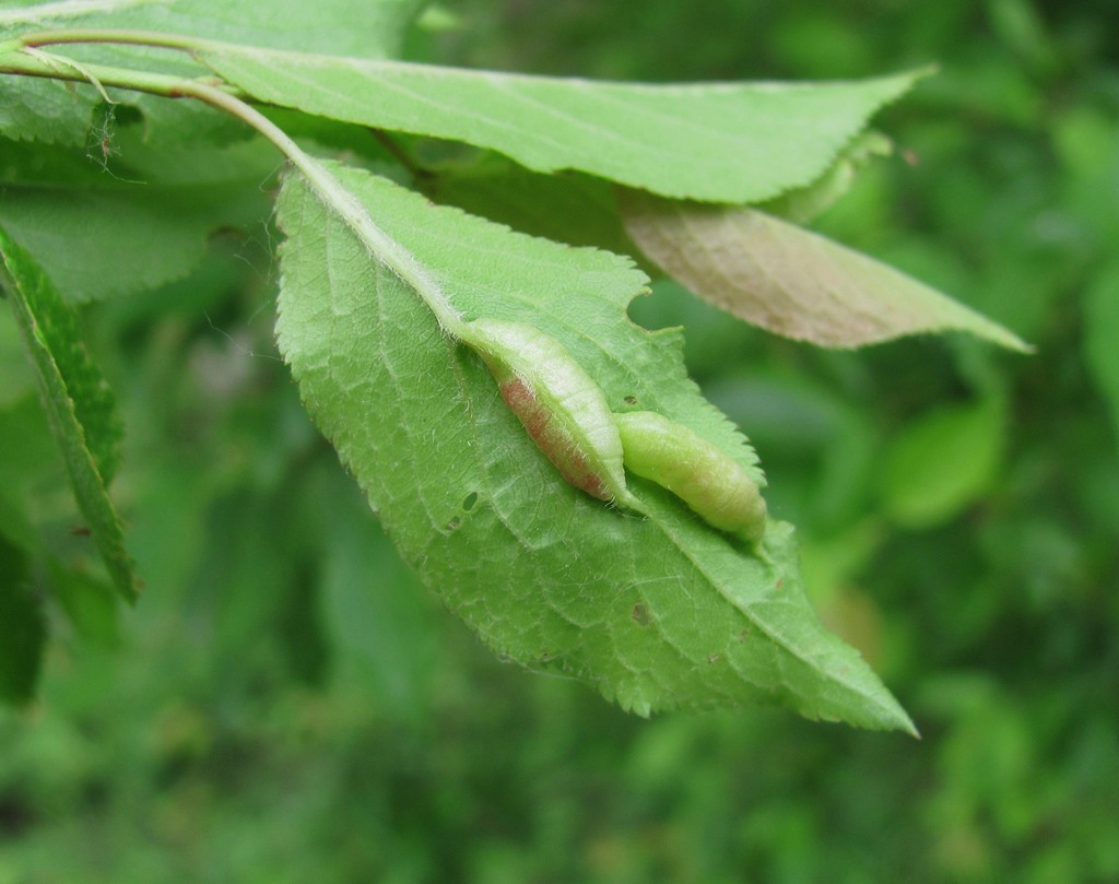 Изображение особи Prunus cerasifera.