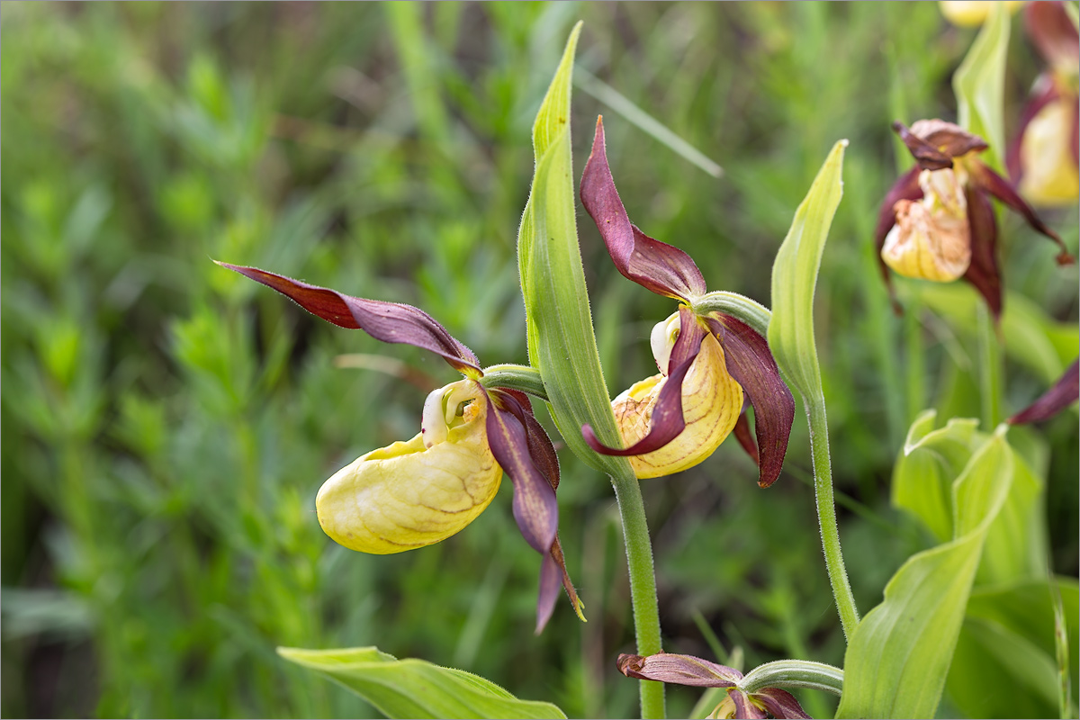 Image of Cypripedium calceolus specimen.