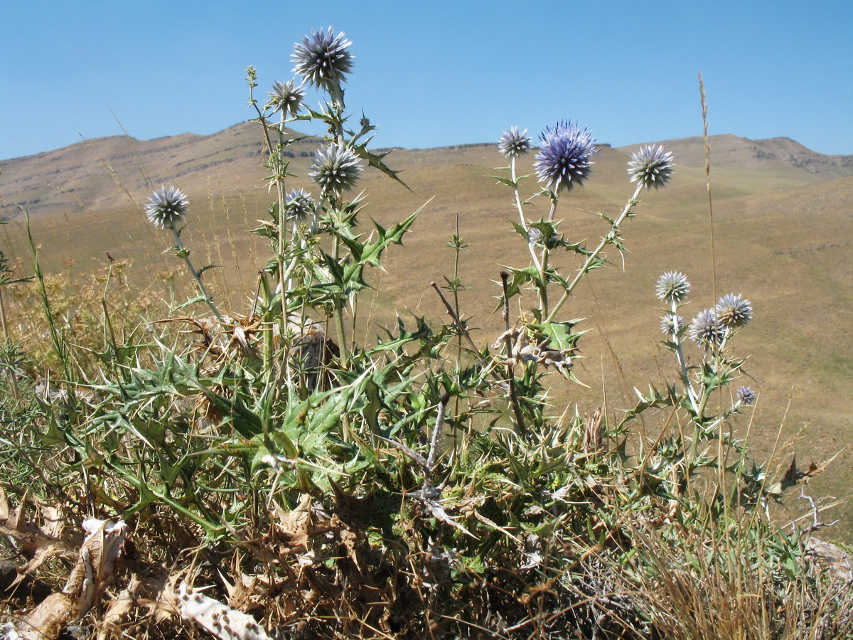 Image of Echinops pubisquameus specimen.