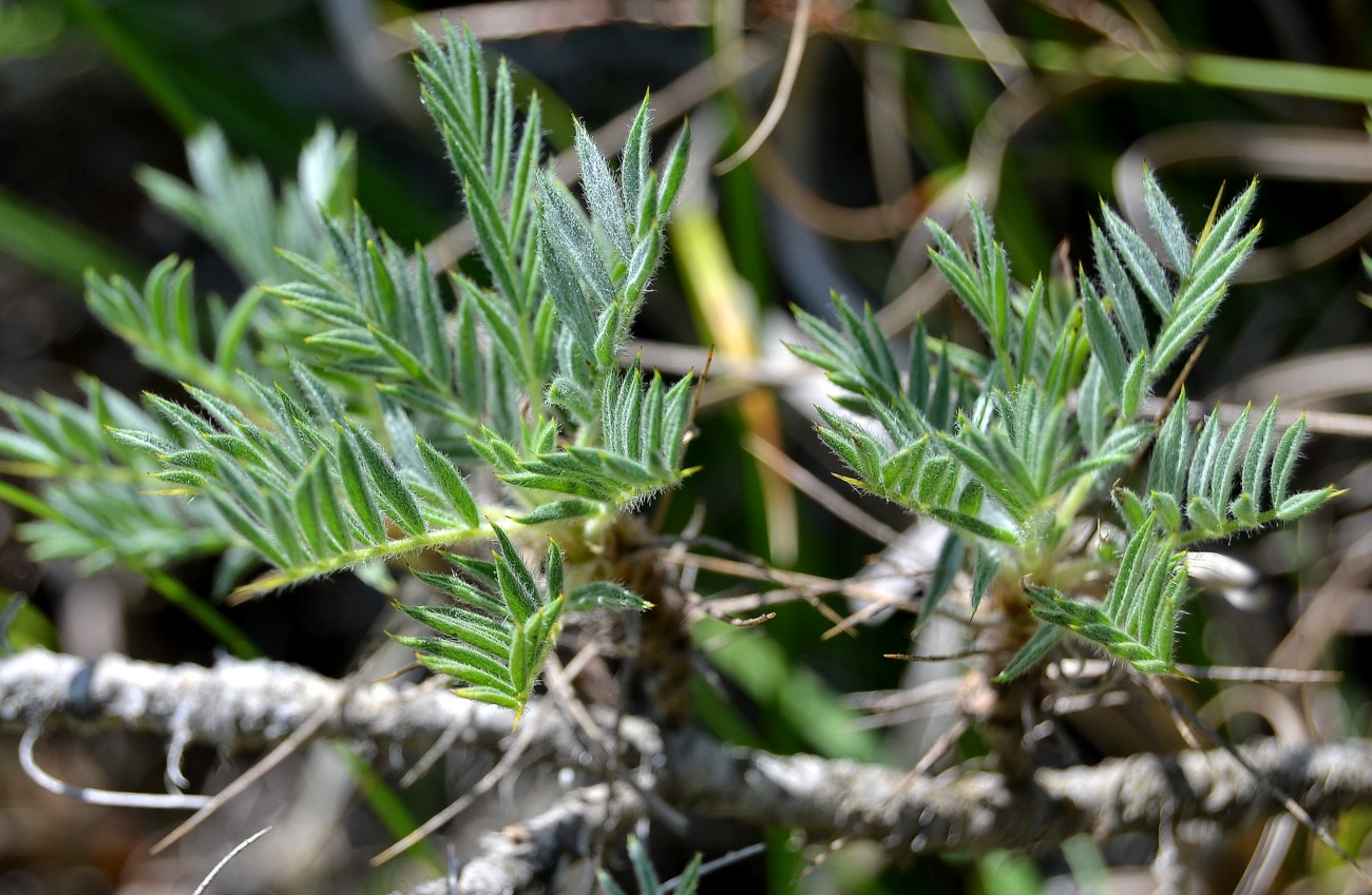 Image of Astragalus arnacanthoides specimen.