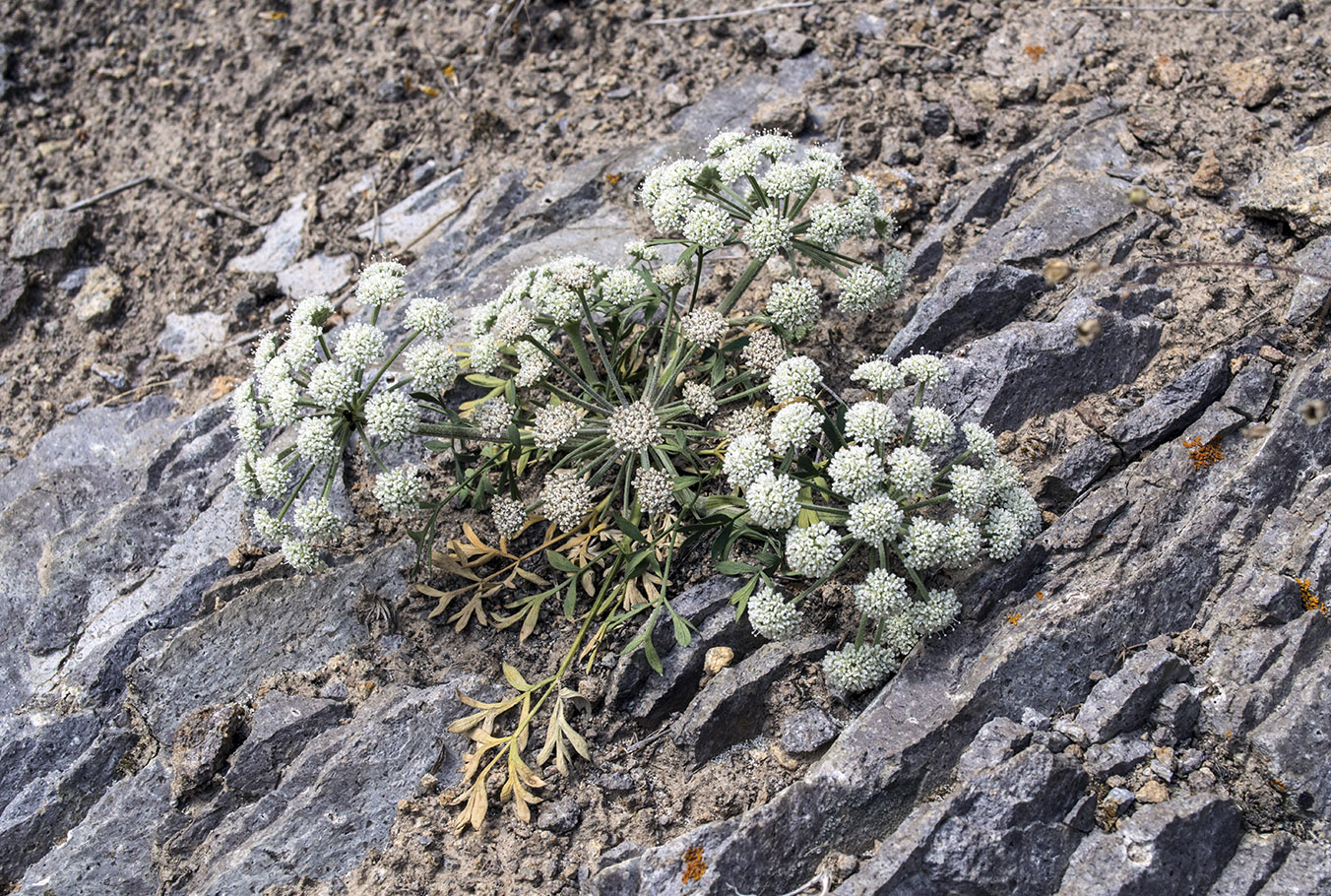 Image of Seseli petraeum specimen.