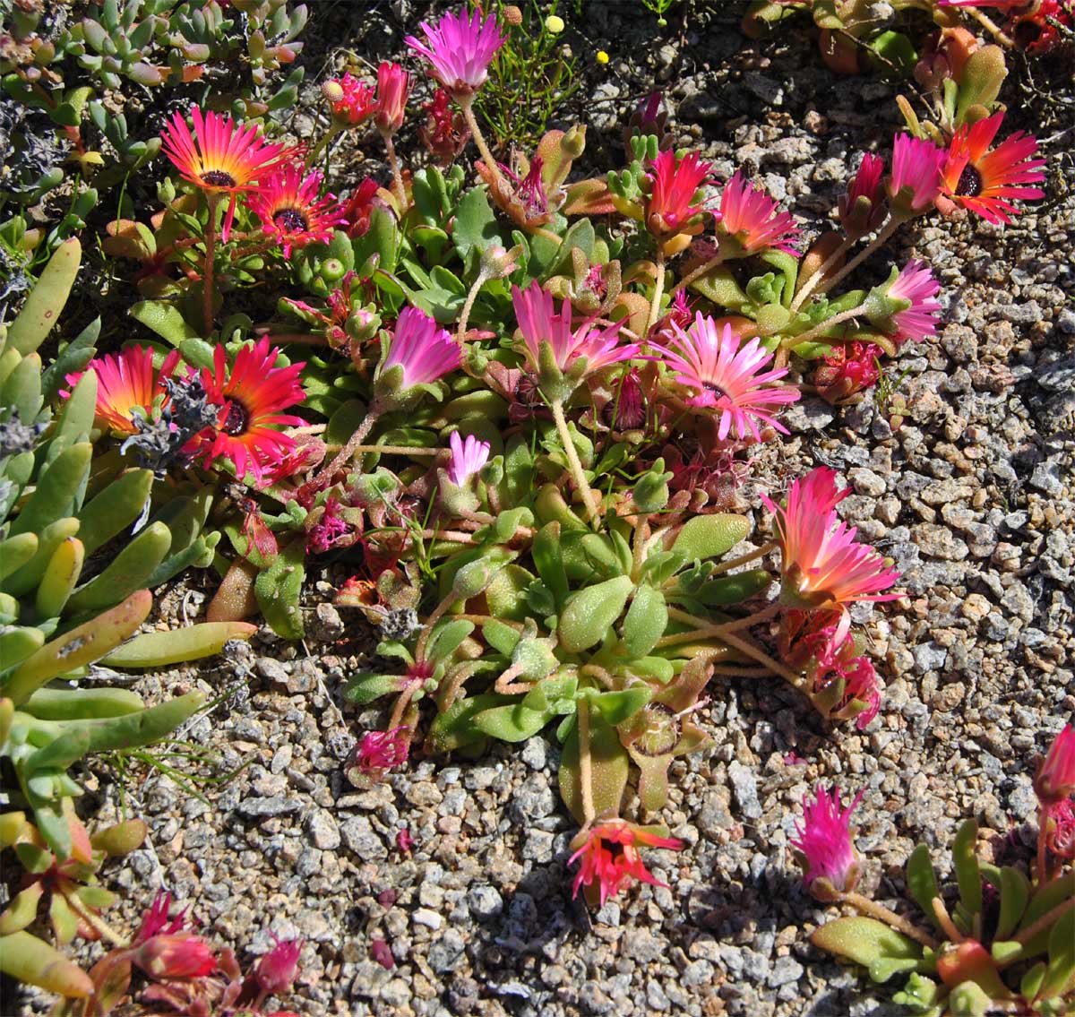 Изображение особи Dorotheanthus bellidiformis.