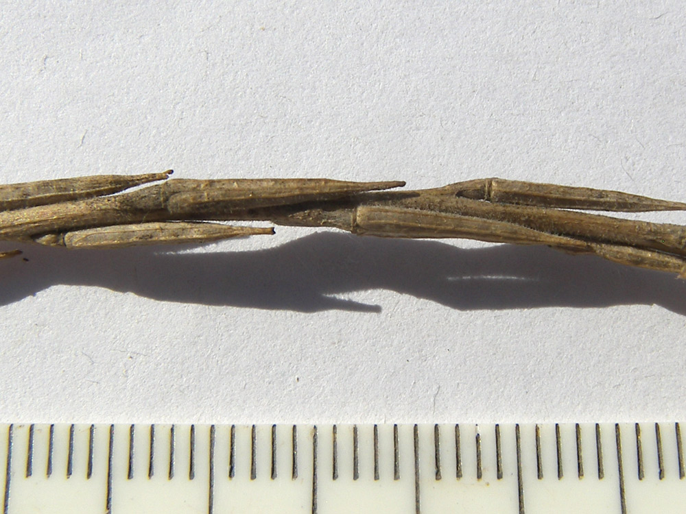 Image of Sisymbrium officinale specimen.