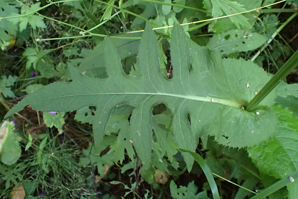 Image of Cirsium oleraceum specimen.