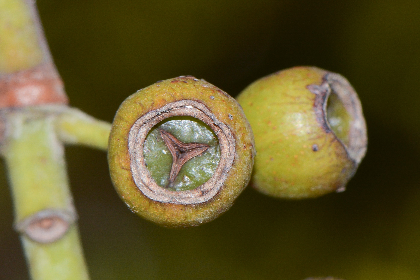 Image of Lophostemon confertus specimen.