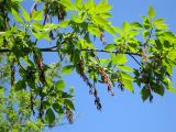 Acer negundo