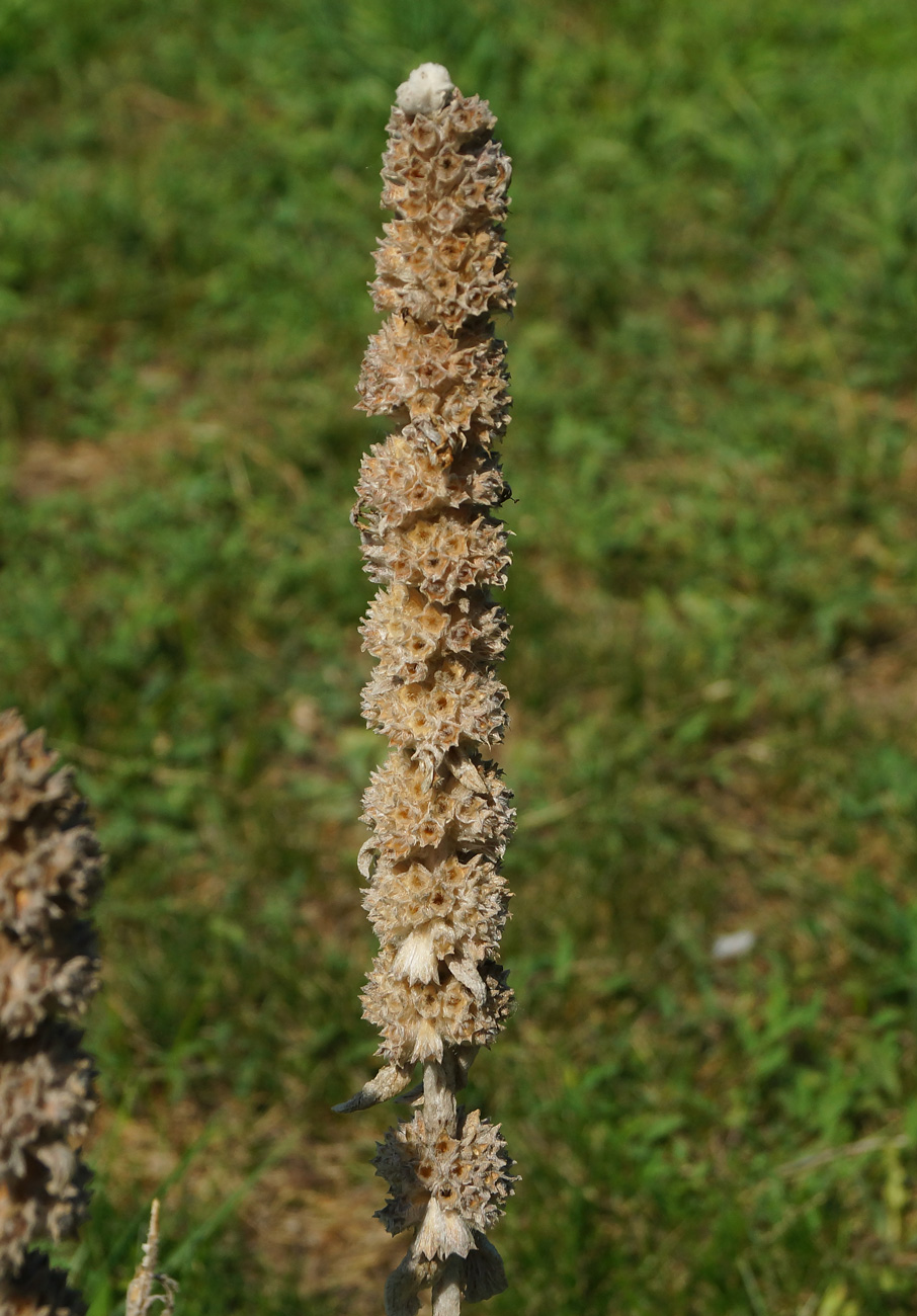 Image of Stachys byzantina specimen.