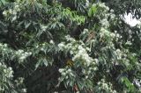 семейство Myrtaceae. Ветви цветущего растения. Малайзия, штат Сабах, берег реки Сапулут, джунгли. 25.02.2013.