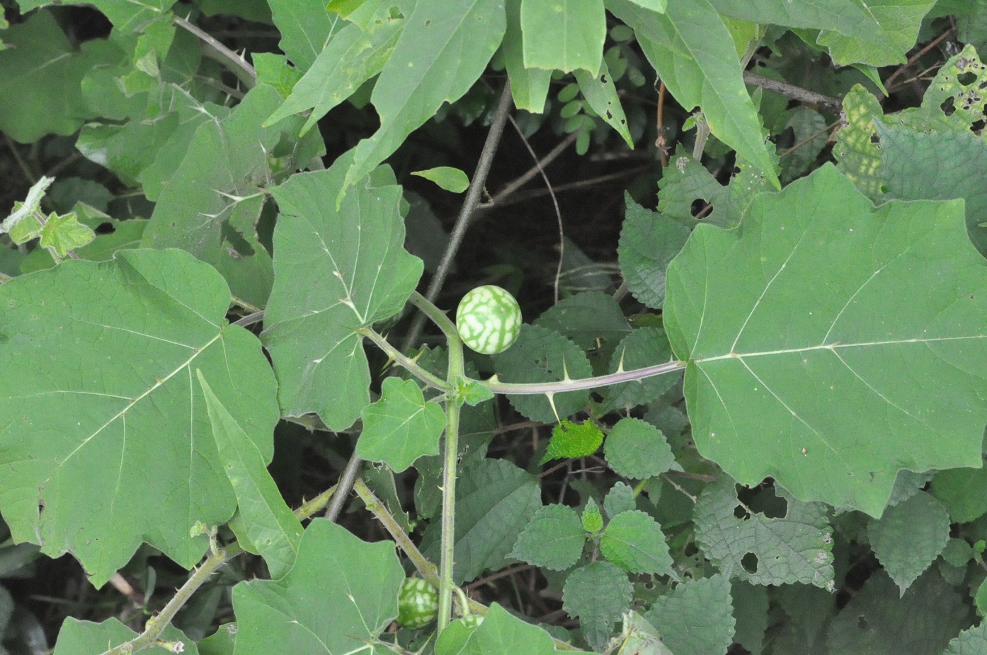 Image of genus Solanum specimen.