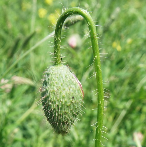 Image of Papaver rhoeas specimen.