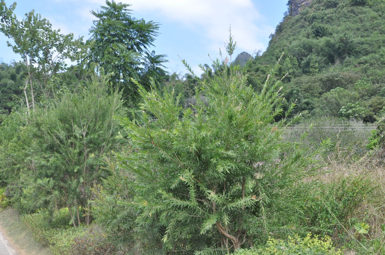 Изображение особи род Callistemon.