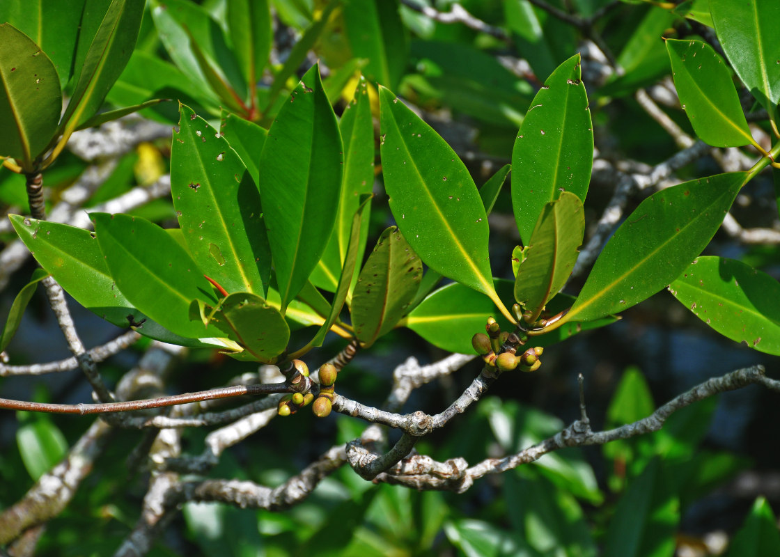 Image of Rhizophora apiculata specimen.