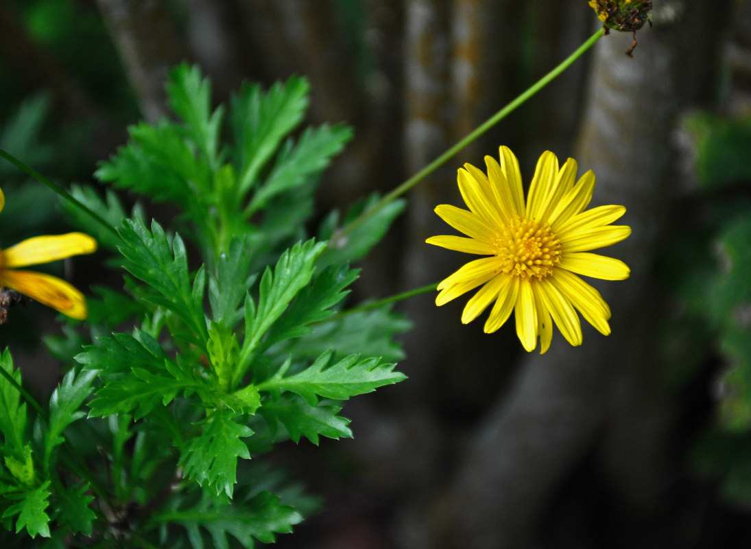 Image of Euryops chrysanthemoides specimen.