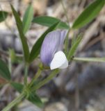 Vicia bithynica