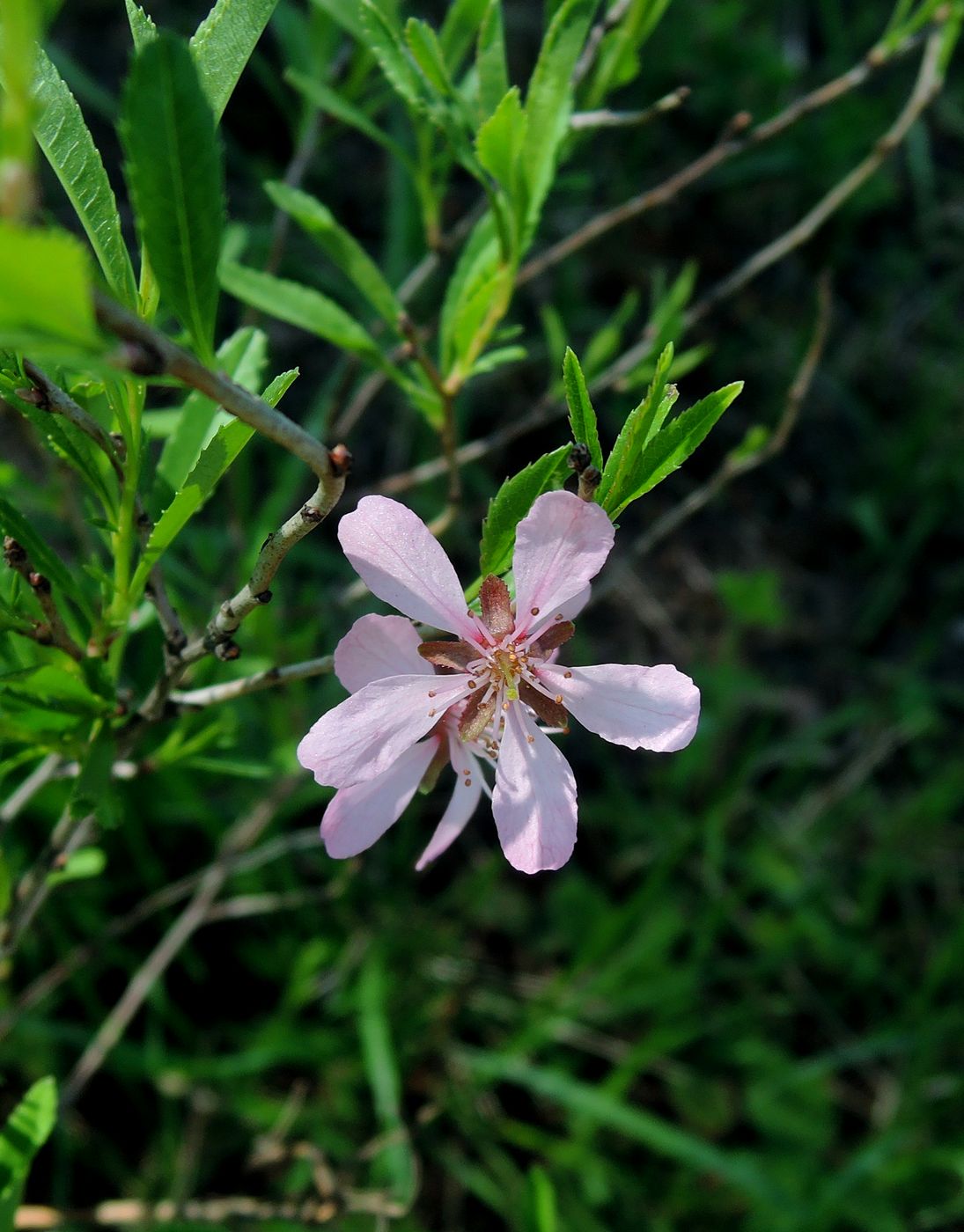 Изображение особи Amygdalus nana.