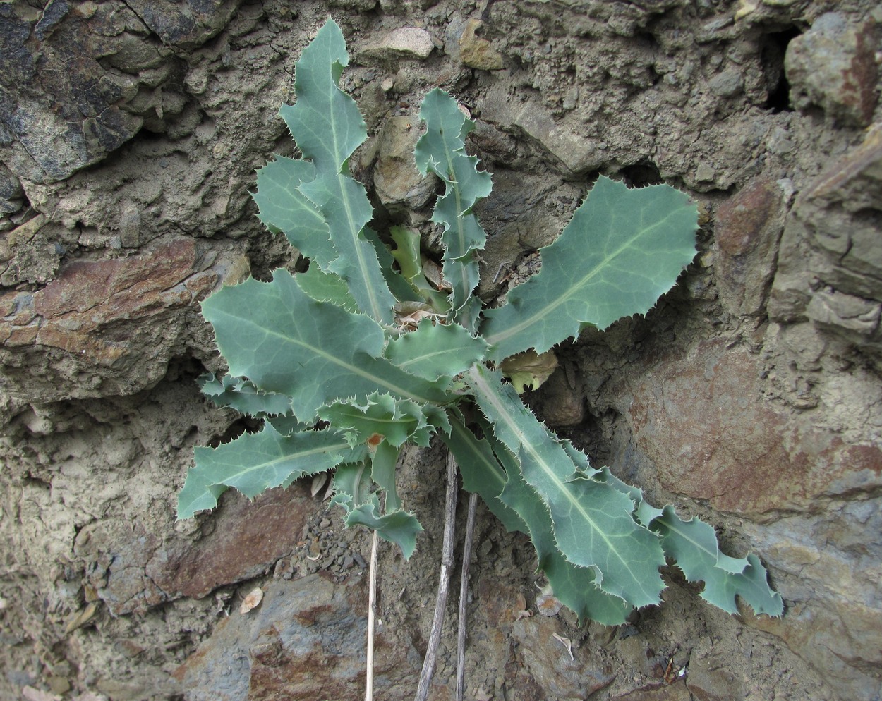 Image of Reichardia dichotoma specimen.