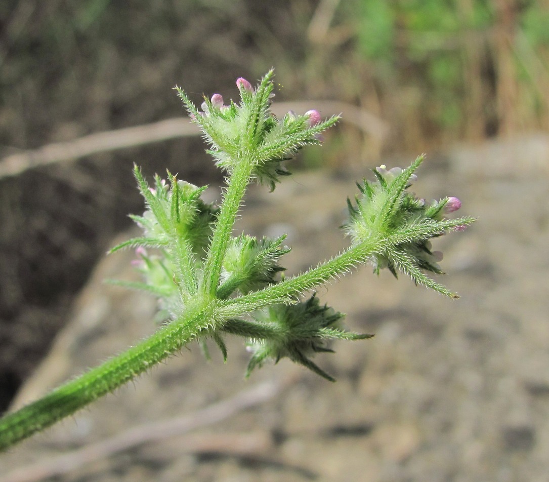 Image of Turgenia latifolia specimen.