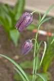 Fritillaria meleagris. Верхушки цветущих побегов. Пермский край, г. Пермь, Свердловский р-н, в городском озеленении. 29 мая 2018 г.