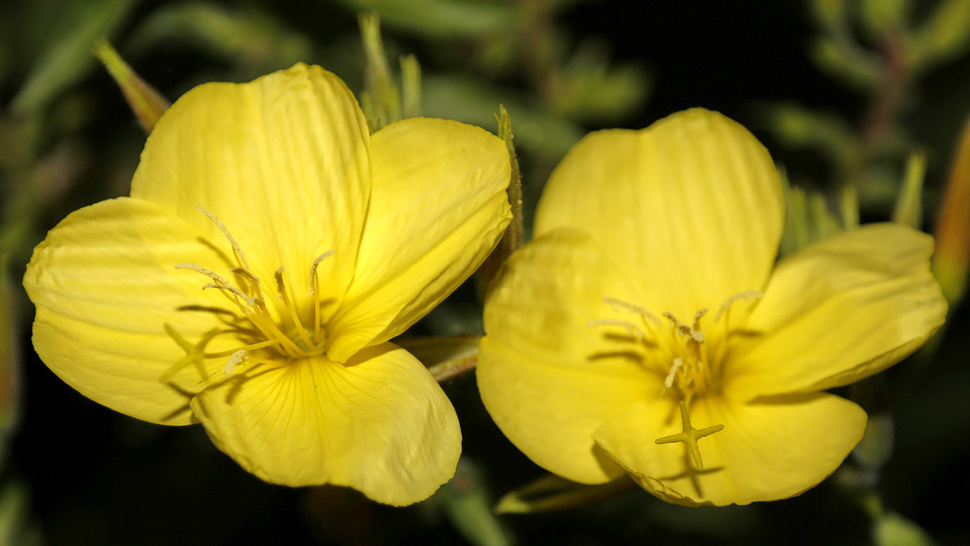 Image of genus Oenothera specimen.