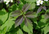 Cardamine leucantha