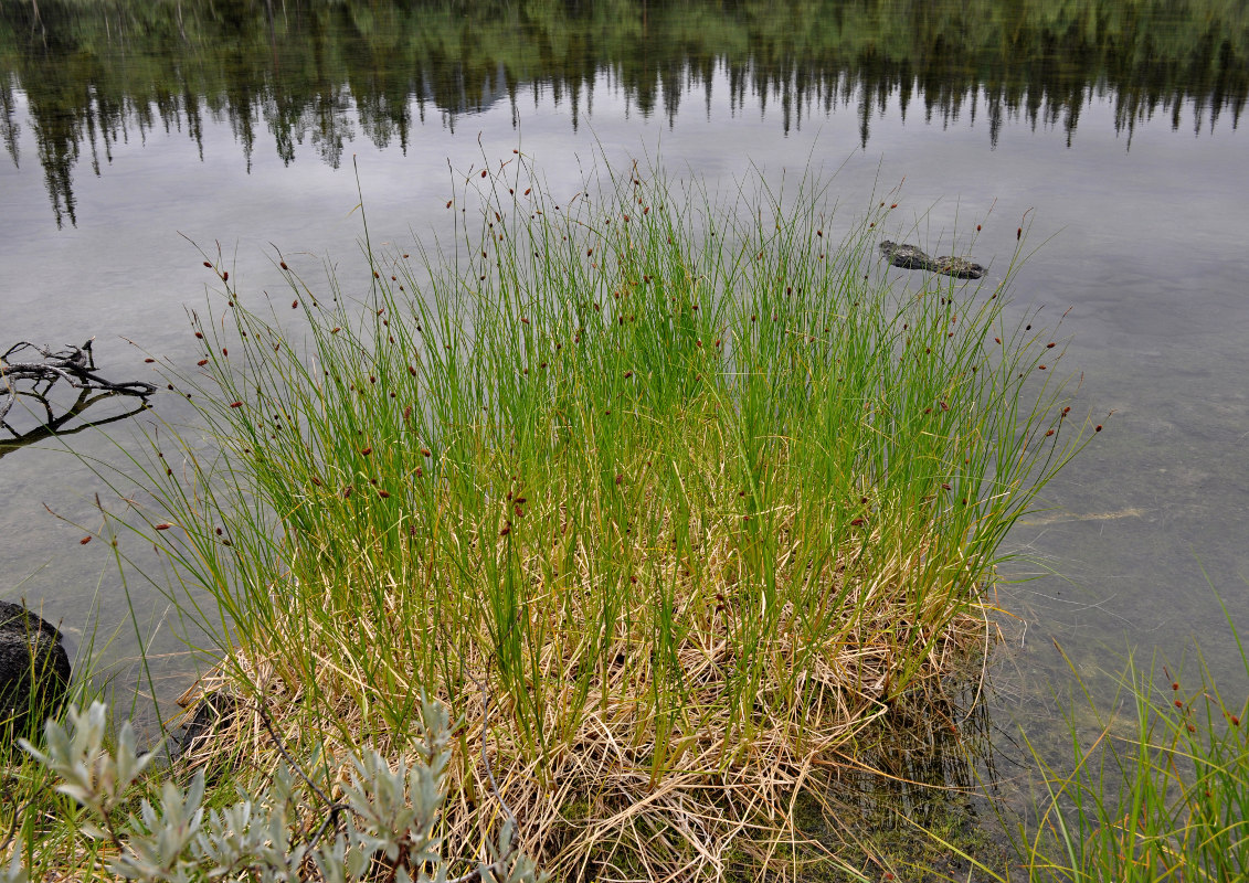 Image of Carex saxatilis specimen.