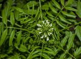 Cardamine impatiens