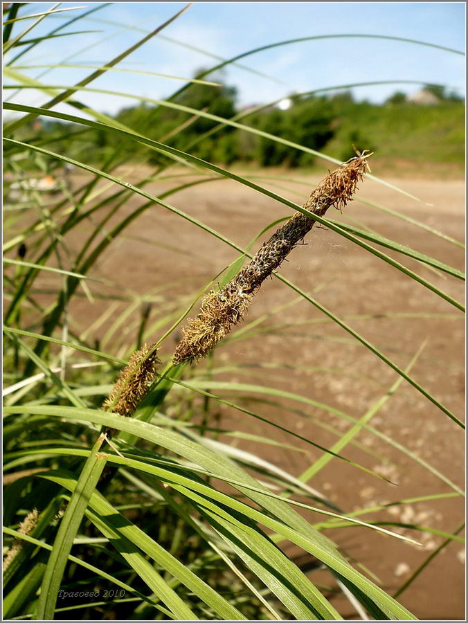 Image of Carex aquatilis specimen.