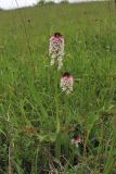 Neotinea ustulata. Цветущие растения. ФРГ, земля Северный Рейн-Вестфалия, р-н Ойскирхен, окр. г. Бад-Мюнстерайфель, луговой склон. 27 мая 2010 г.