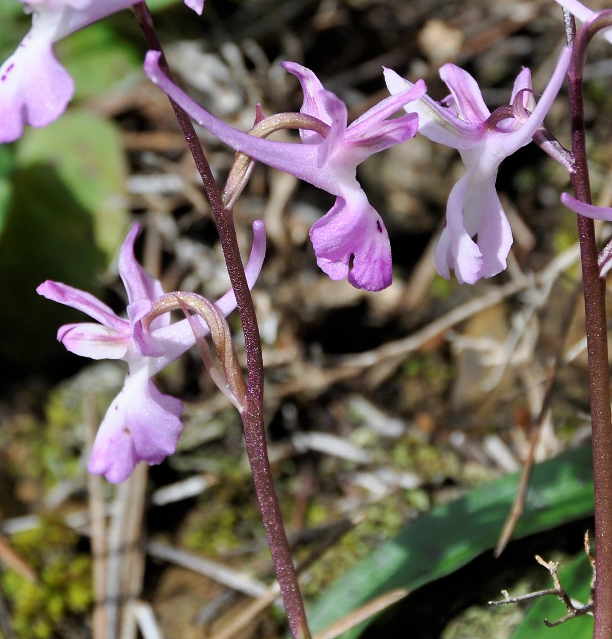 Image of Orchis troodi specimen.