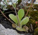 Image of taxon representative. Author is Роланд Цандекидис