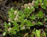 Смотреть изображение Salix myrsinites