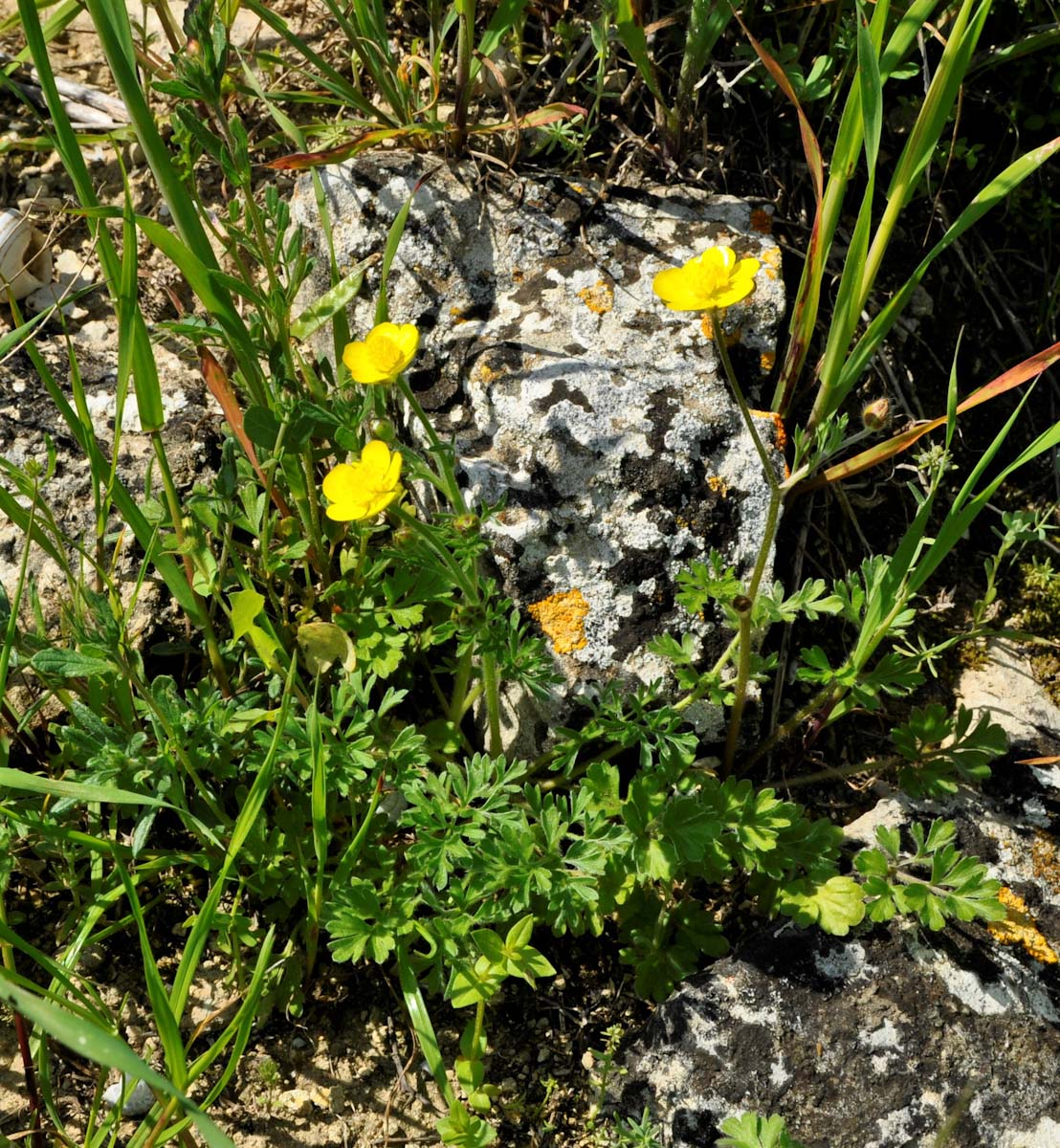 Image of Ranunculus millefolius specimen.