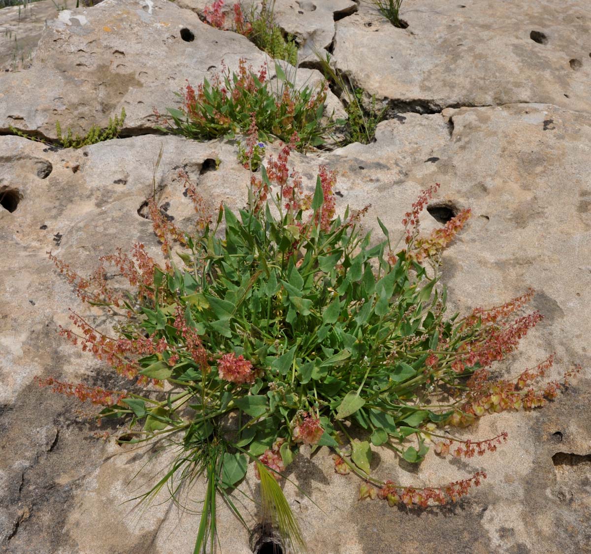 Image of Rumex cyprius specimen.