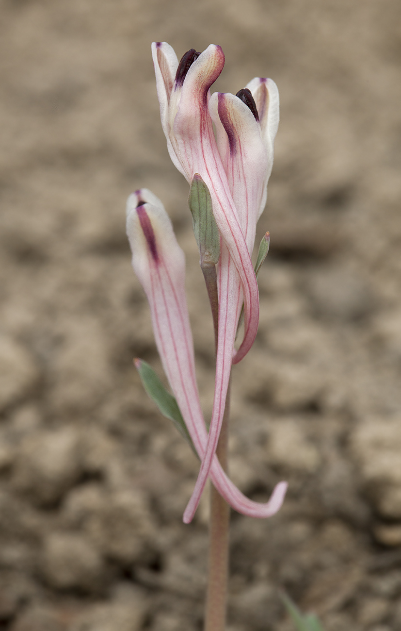 Изображение особи Corydalis schanginii.