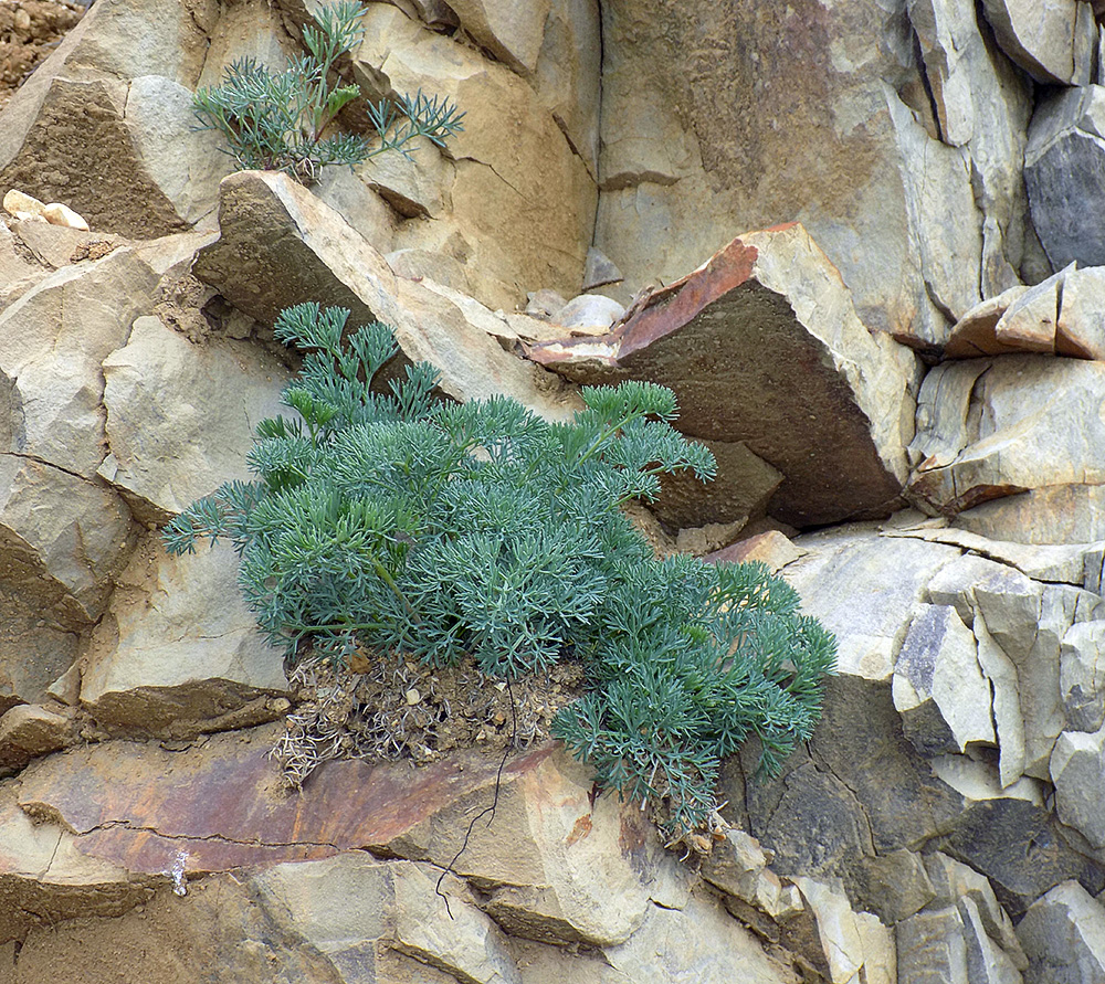 Image of Seseli ponticum specimen.