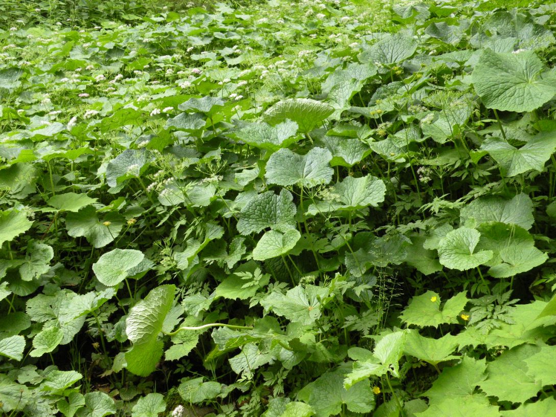 Изображение особи Caltha palustris.