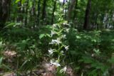 Platanthera chlorantha