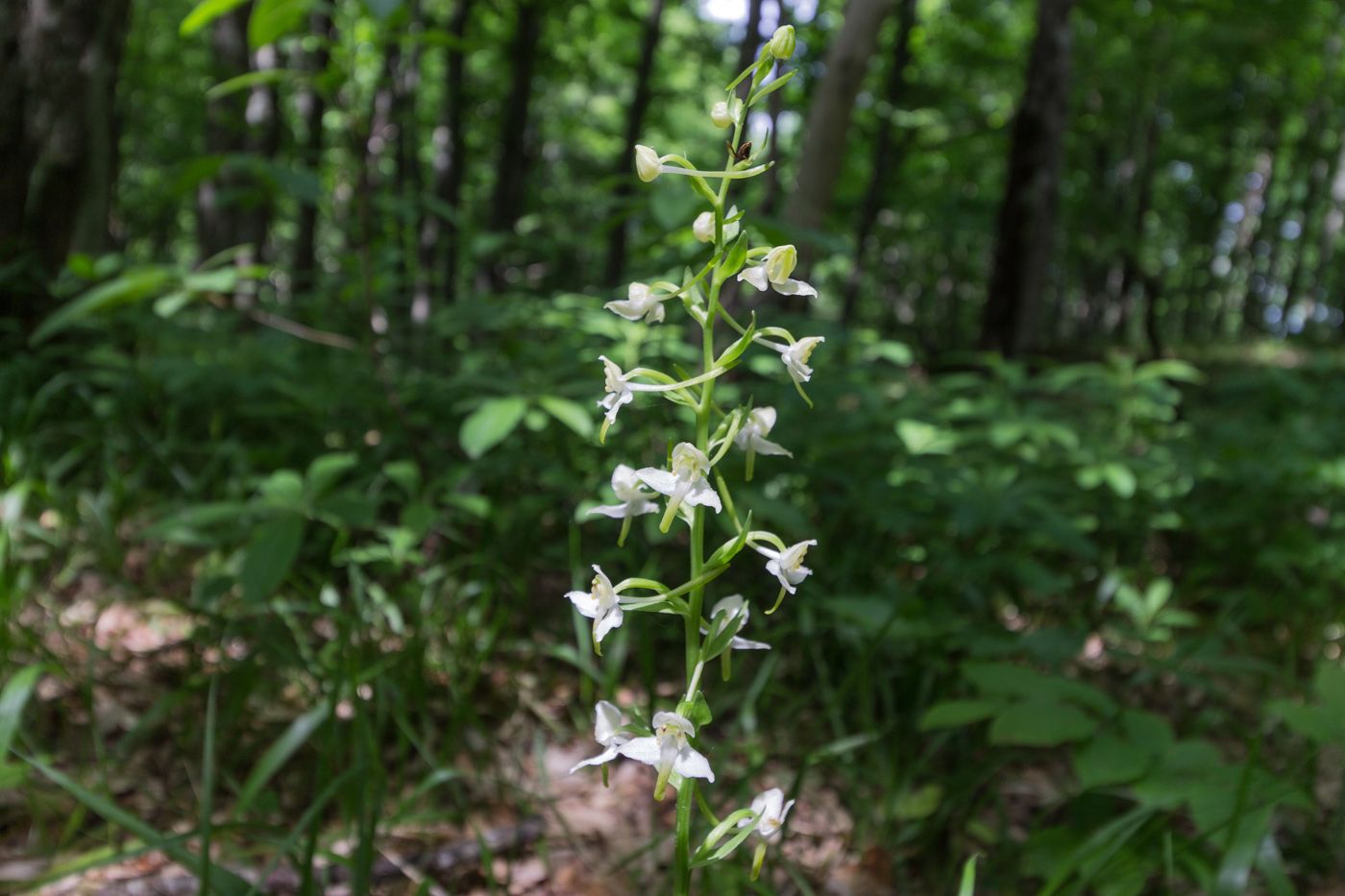 Изображение особи Platanthera chlorantha.