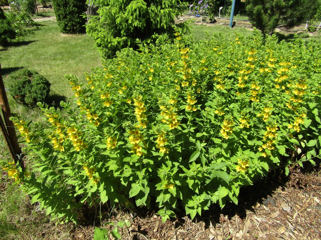 Изображение особи Lysimachia verticillaris.