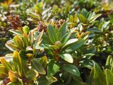 Rhododendron ferrugineum