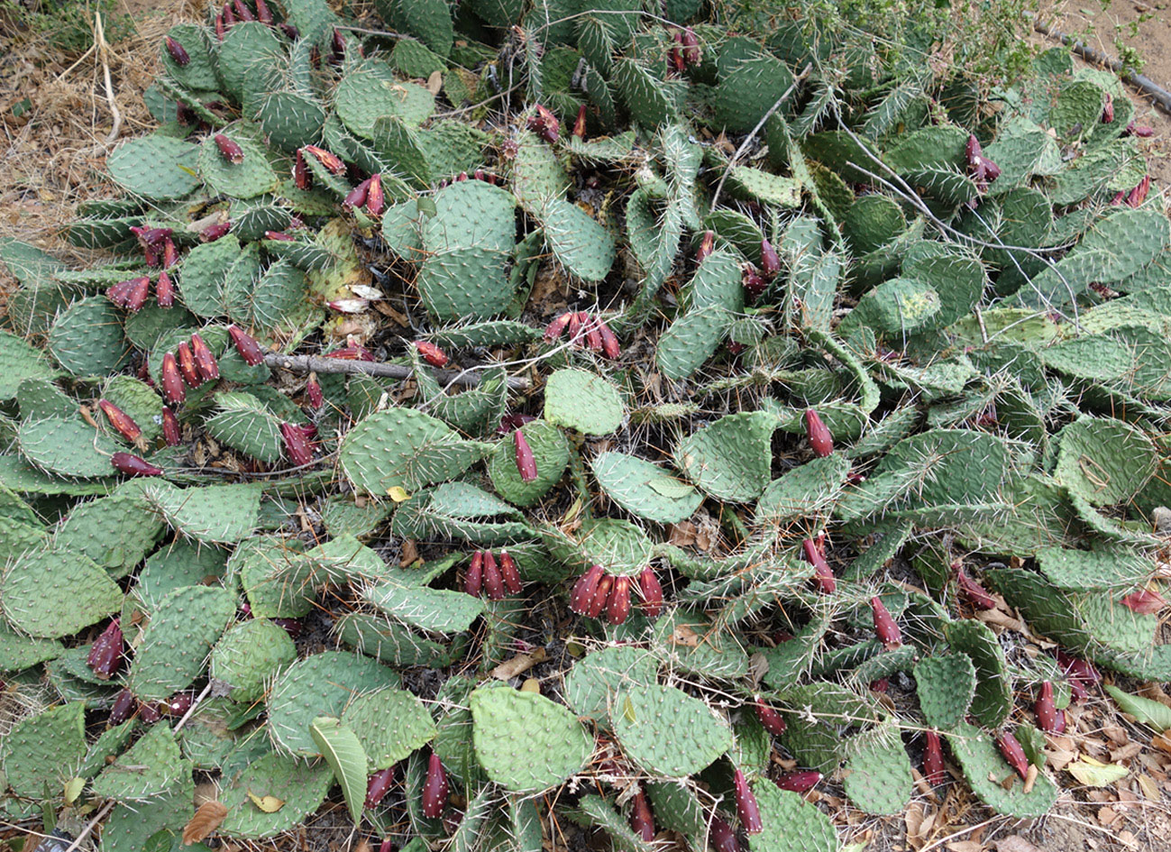 Изображение особи Opuntia tortispina.