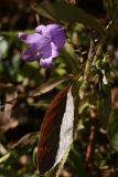 Смотреть изображение Campanula longistyla