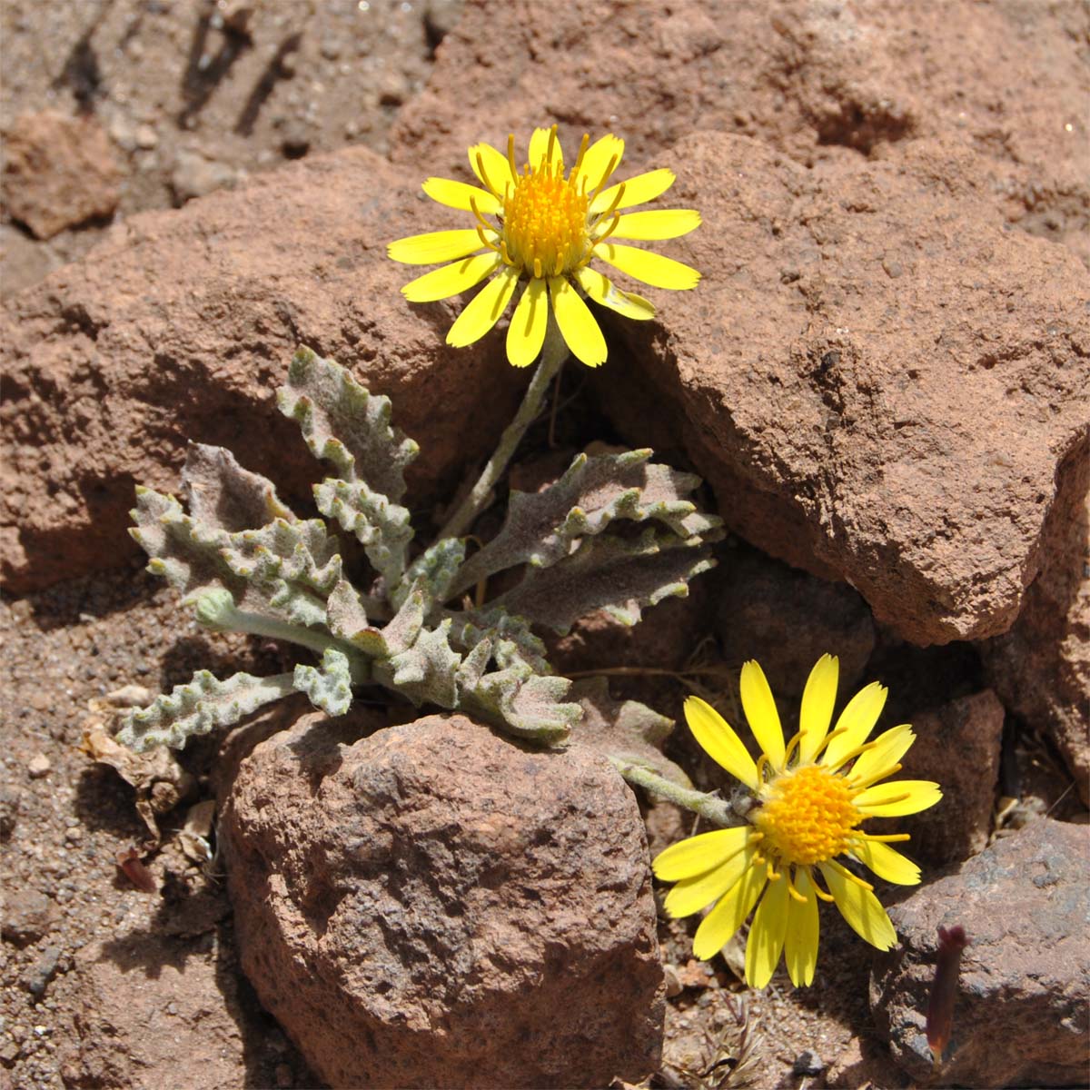 Изображение особи Trichocline caulescens.