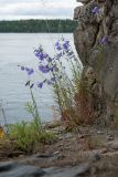 Campanula rotundifolia. Цветущее растение. Финляндия, г. Савонлинна, крепость Олавинлинна, южная стена, в нише бойницы. 13.07.2019.